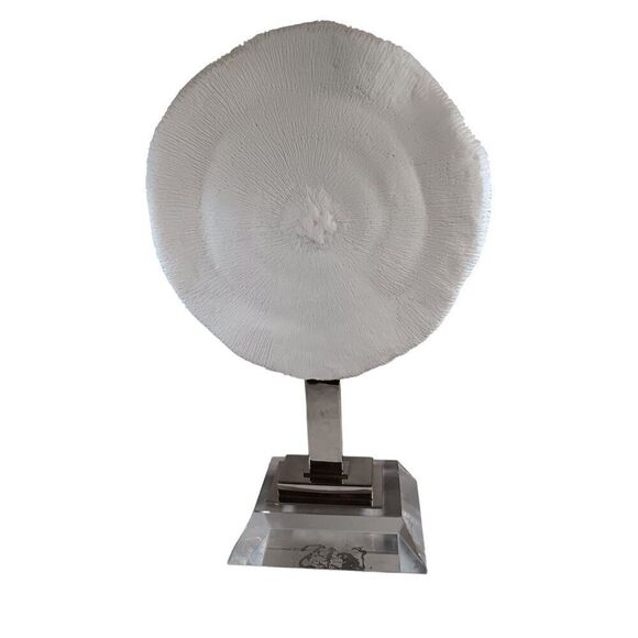 Large 12" Mushroom Coral Real Display Piece n Acrylic Base Beach Nautical Decor - Picture 3 of 7